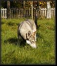 10 Hoest-Herbst-Autumn 07 * 1894 x 2175 * (3.16MB)